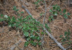 Holly 